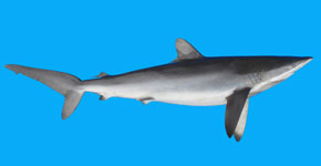 Tubarão Figo Branco