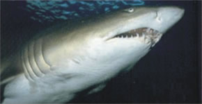 Tubarão Mangona