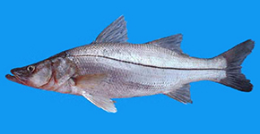 Robalo Peva