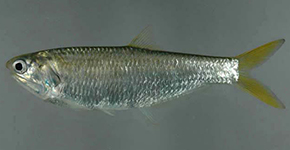 Sardinha Xingó