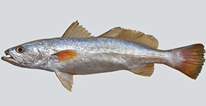 Pescada Galheteira