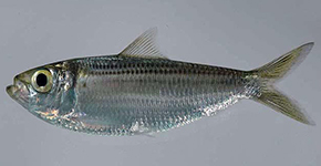 Sardinha Cascuda