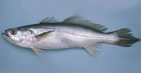 Pescada Membeca