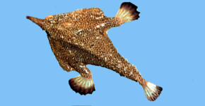 Peixe Morcego