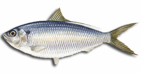 Sardinha Laje