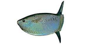 Peixe Lua