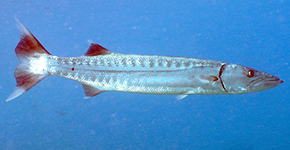 Barracuda