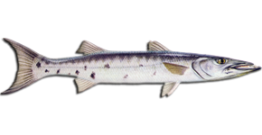 Barracuda