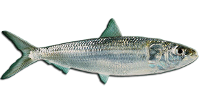 Sardinha