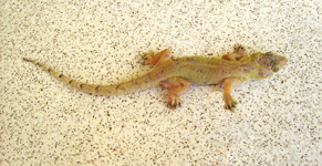 Lagarto