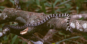 Dormideira